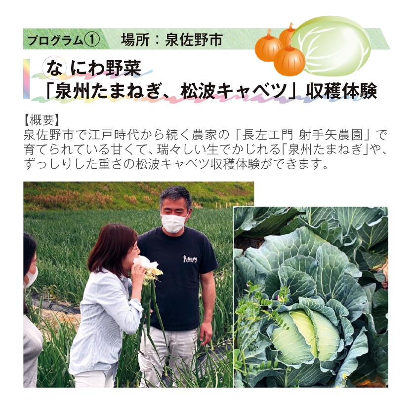 プログラム① 場所：泉佐野市 なにわ野菜「泉州たまねぎ、松波キャベツ」収穫体験